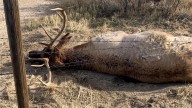 Wyoming Hunter Saves Elk Tangled In Barbed Wire From A Slow, Miserable Death