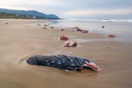 Oregon tribe harvests beached whale for the first time in generations