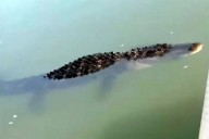 Sorpresa en el Río Bravo: aparece un gran lagarto