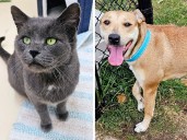 Pets of the week: Shasta is happy. Prince likes his toys
