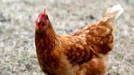 Bird flu case found in Monroe County. What can farmers do?