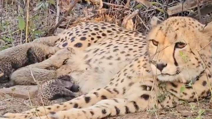 Indian-born cheetah gives birth to five cubs in Kuno National Park