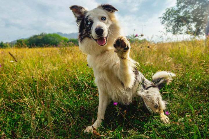 Classic Dog Name Reclaims Top Spot on 2025’s Most Popular Dog Names List