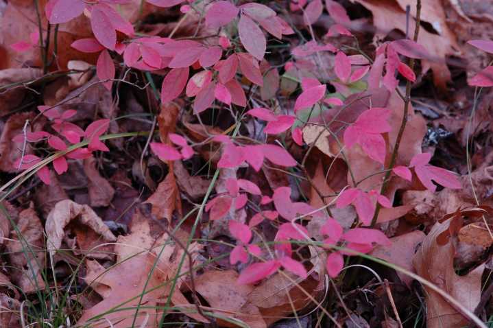 Northland Nature: Walking the AutWin woods