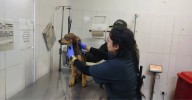 Denuncia ciudadana salva a Jack: perrito de 4 meses fue rescatado tras ser víctima de maltrato