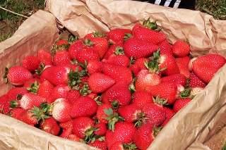 Fresas de altura: en mini invernaderos a 2,800 metros ya se cultiva esta fruta