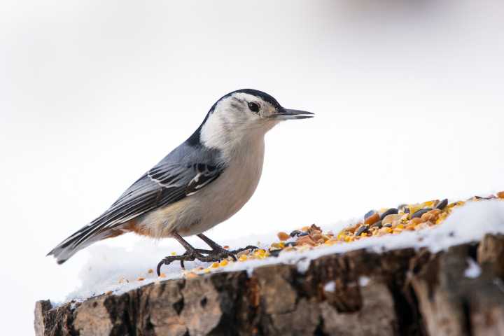 4 Winter Birds You Can Attract by Prepping Your Yard Now
