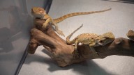 Slithering to success as Electric City reptile expo returns to Lackawanna County