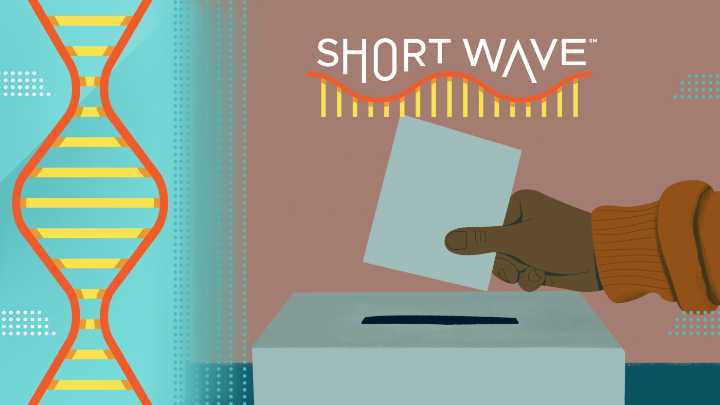The voting system we use can determine the election winner. Here's how : Short Wave : NPR