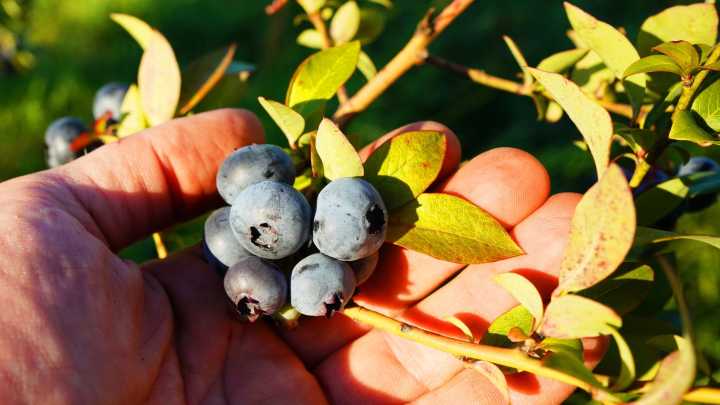 8 Signs Your Blueberry Bush Isn't Getting Enough Sunlight