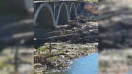 Iowa Locals Noticed An Animal Stuck In Sludge Under The Bridge So They Contacted Rescuers For Help