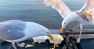 Seagulls have evolved to become better at stealing chips and are now 'really good' at it