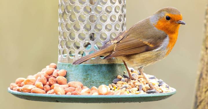 Feed birds without attracting rats by placing 1 spice in garden