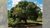 El almez del Parque Bruil compite por ser Árbol del Año en España gracias al impulso vecinal