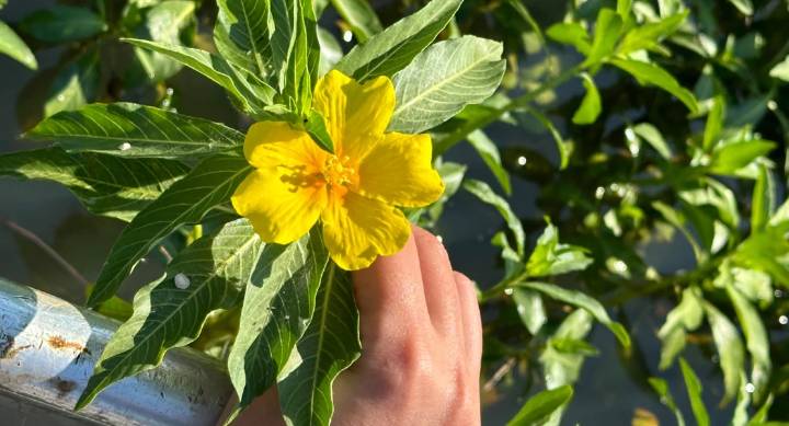 Retiran una planta invasora del embalse de Los Canchales tras un año de trabajos