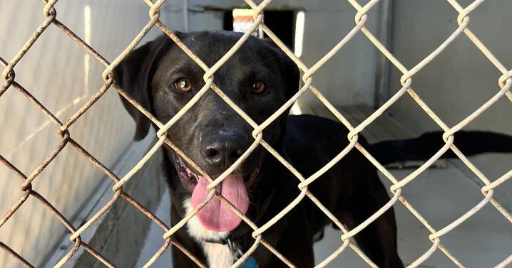 Make extra room for a four-legged companion this year for Thanksgiving