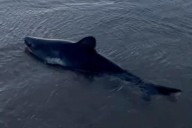 Woman rescues a beached shark in Oregon in striking video
