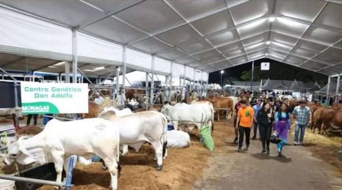 Monagas exhibe más 500 ejemplares en la Expo Agroindustrial 2025