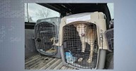 Fifteen New Mexico shelter dogs arrive in Madison