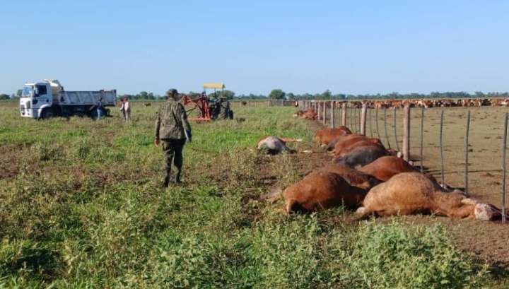 Pinedo: en medio de una tormenta eléctrica, un rayo mató 31 vacas