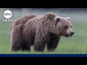 Grizzly bear attacks school group in Canadian wilderness, injuring 11