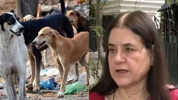 'Can't Be Put Into Practice..': Maneka Gandhi On SC Ruling On Stray Dogs India News