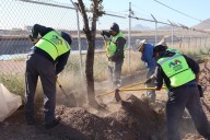 Reubica Municipio árboles en zona de construcción del paso superior Fuerza Aérea y carretera Aldama