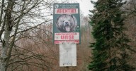 Bear invasion prompts emergency measures to shoot them dead in towns and villages