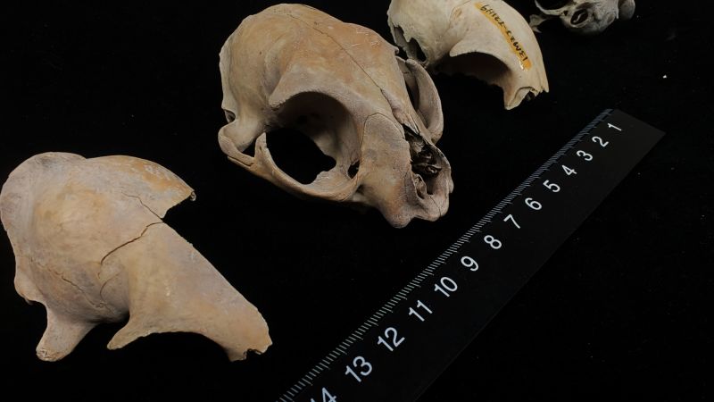 ¿De dónde vienen los gatos domésticos? ADN antiguo revoluciona la historia sobre su origen