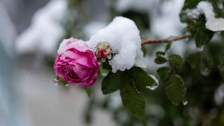 What To Do With Rose Bushes After The First Frost To Protect Them From Winter Damage