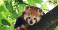 'Shy' red panda who loved to climb trees dies at beloved South West attraction