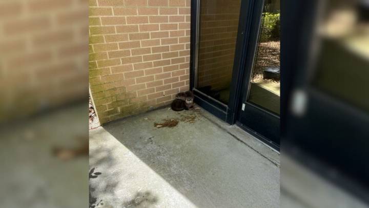 Virginia Navy Base Staff Shocked To Find Something Furry Waiting At Their Doorstep
