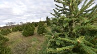 Where to find Christmas trees in the Blue Water Area
