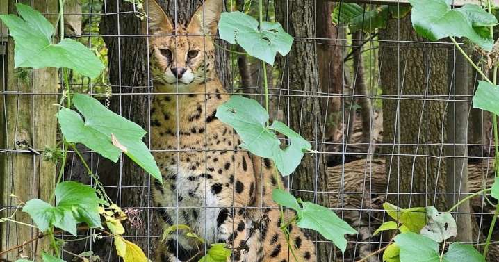 2 escaped wildcats returned to Pennsylvania wildlife center as search continues