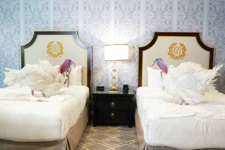 Trump adds Thanksgiving turkeys Gobble and Waddle to his long pardon list