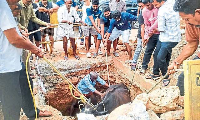 Cow falls into open pipeline pit at Parkala locals express anger over negligence