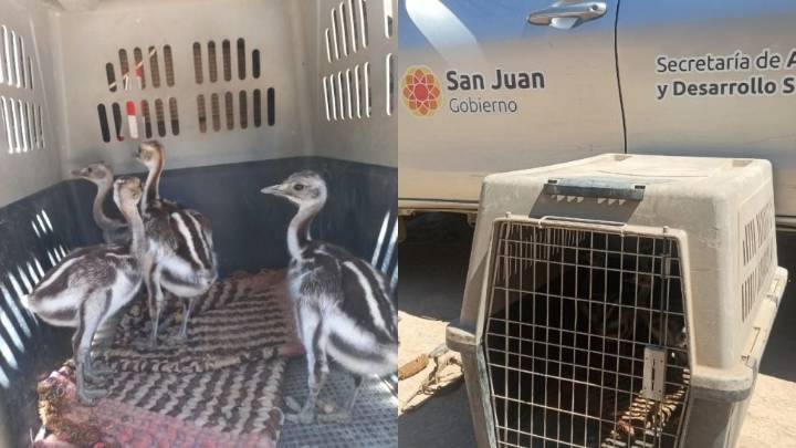 Rescatan cuatro suris cordilleranos en un operativo en Iglesia