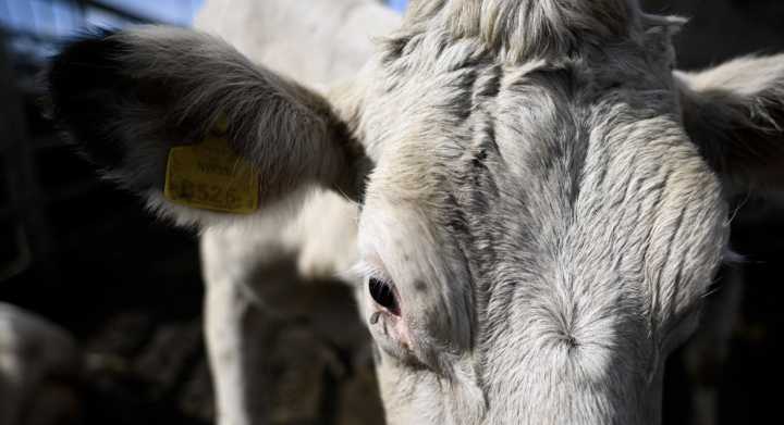 Unas 3,000 vacas procedentes de Uruguay quedaron varadas en un barco frente a Turquía
