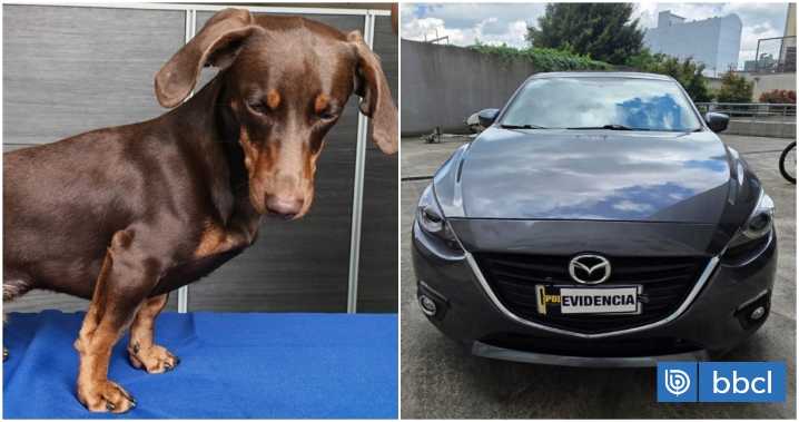 PDI recupera perro dachshund y auto con encargo por robo en Temuco: sujeto compró mascota en $150 mil