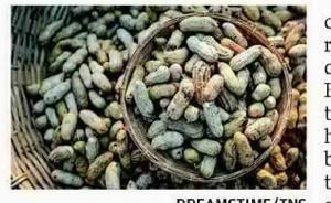 Peanut allergies — and why scientific advice often changes