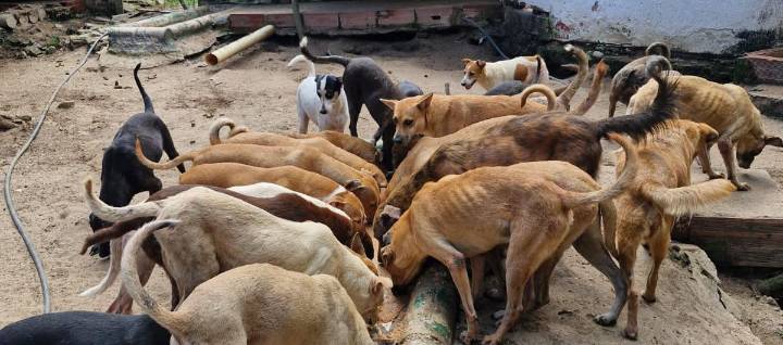 Fundación solicita ayuda para construir refugio para 240 perros y 15 gatos