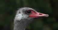 CFIA manual describes sitting on ostriches to inject lethal drug as cull ruling nears
