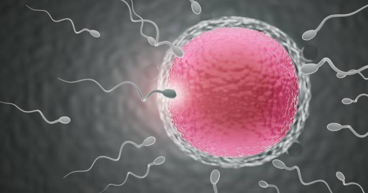 Una IA logra el primer embarazo con un hombre sin espermatozoides visibles