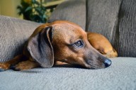 Want to foster a dachshund for the holidays?