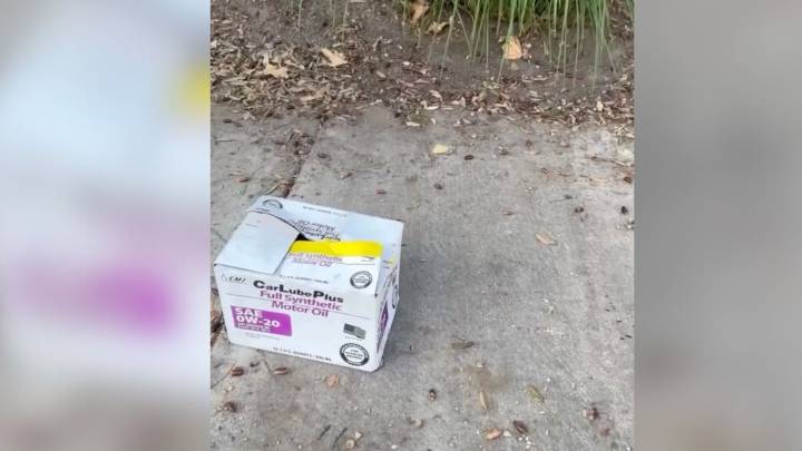 Mysterious Box On California Sidewalk Reveals Four Tiny Lives Waiting For Rescue