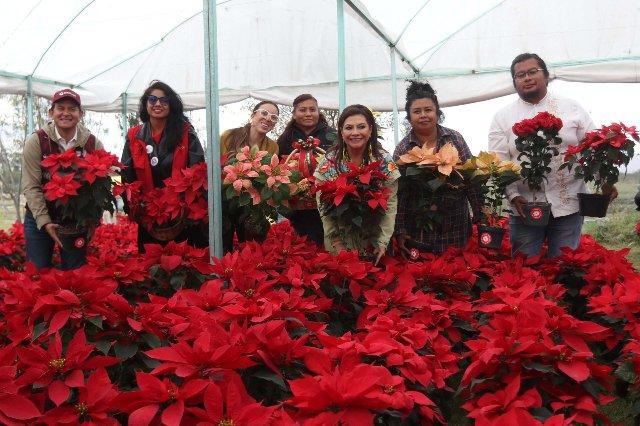 Xochimilco produce 1.8 millones de nochebuenas para la temporada navideña