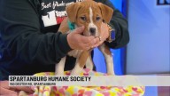 Pet of the Week: Celia