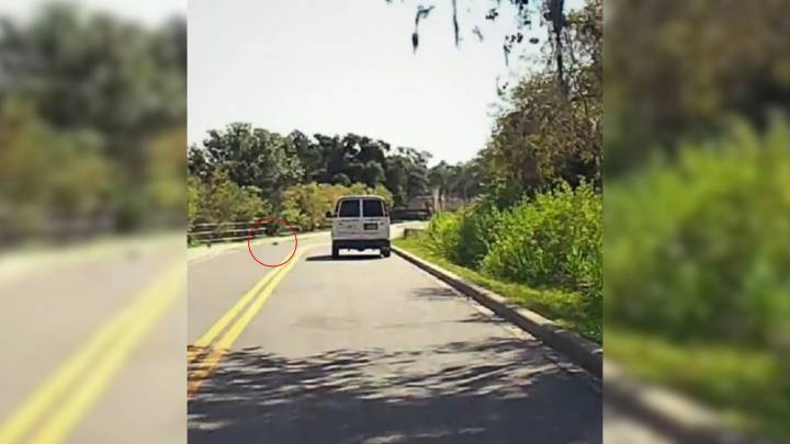 Florida Dash Cam Records Unbelievable Encounter Between A Trapped Creature And The One Person Who Could Save It