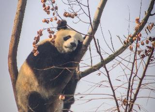 Tensiones entre Japón y China ponen en riesgo la lucrativa “diplomacia del panda”