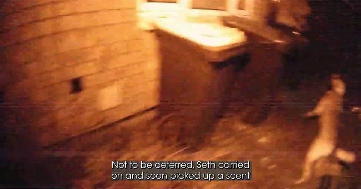 Video shows moment police dog sniffs out suspect hiding in wheelie bin after car chase